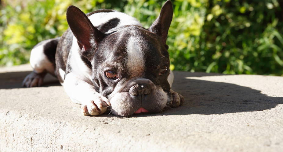 Alternatives to Leaving Your French Bulldog Alone